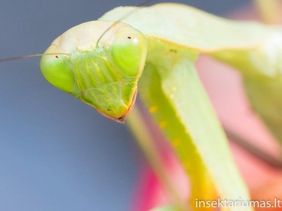 Insektariumas