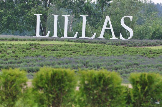Lillas Lavender