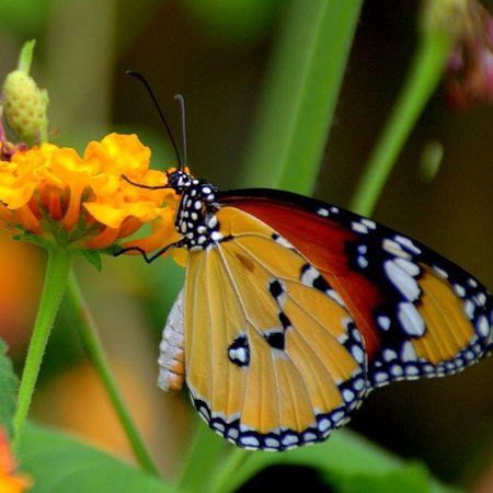Park motyli Alaris