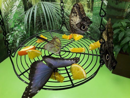 Butterfly Garden
