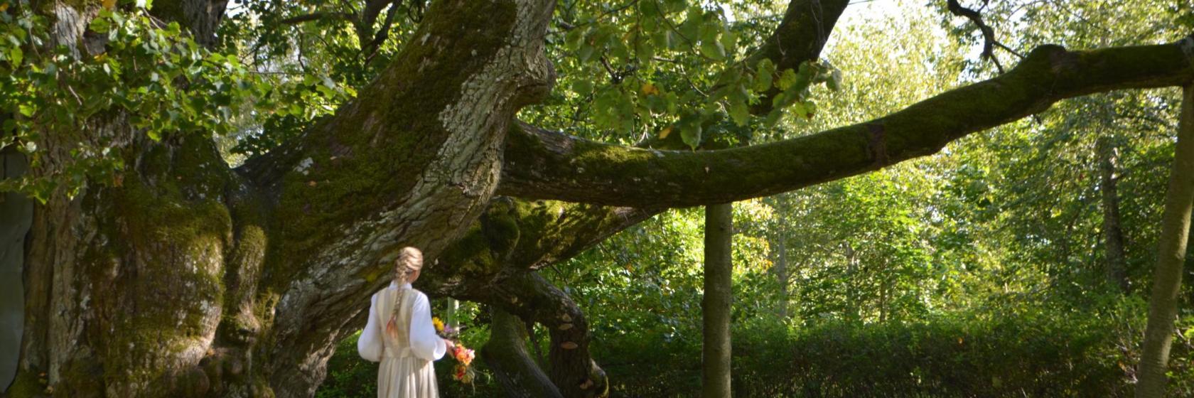 Valdemarpils Idol Lime-Tree