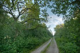 Loode wooded meadow