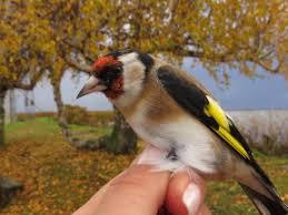Vogelwarte Vente