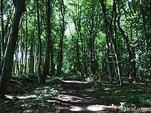 die Kormorankolonie bei Niederhof