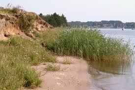 Reesholm an der Schlei