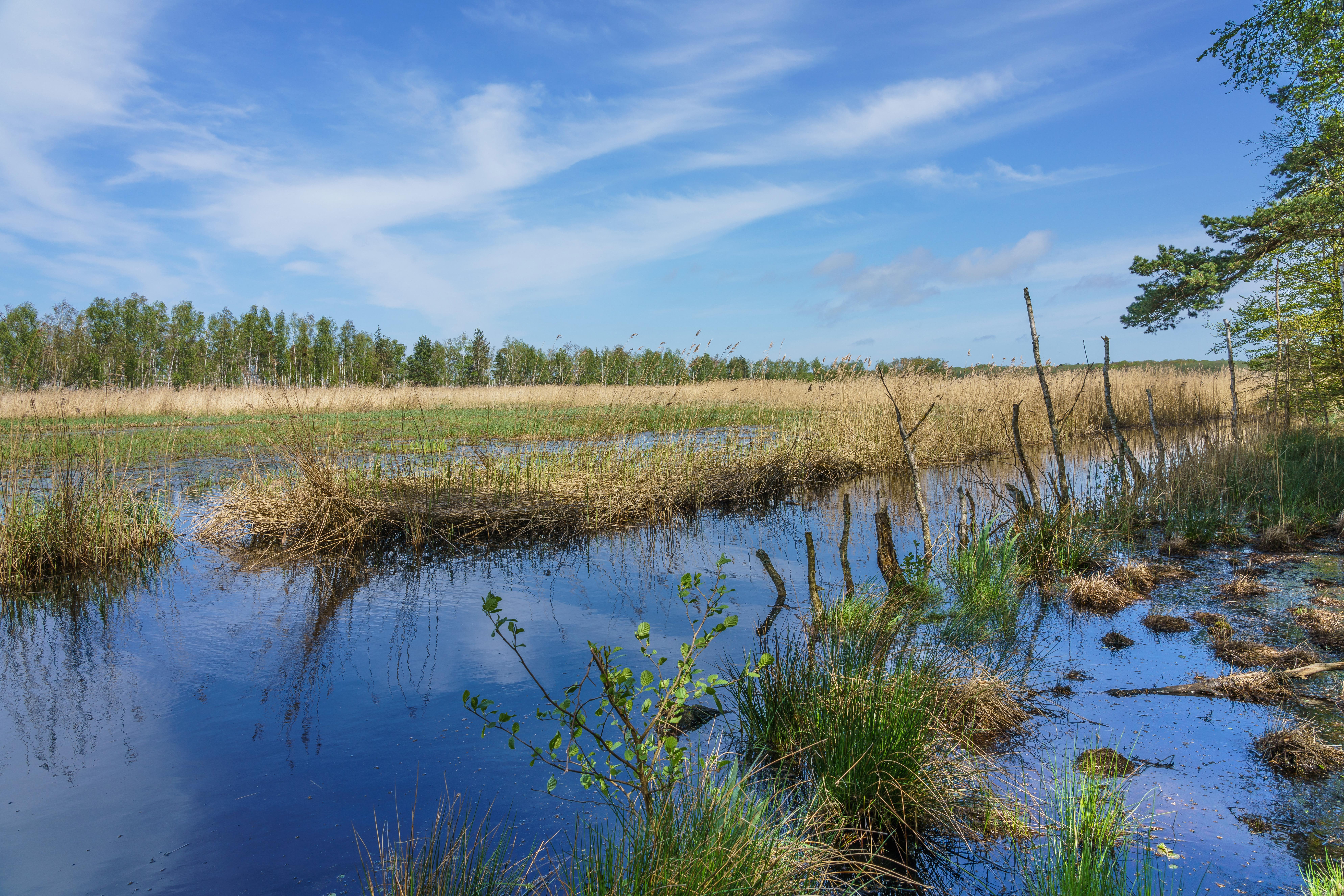 Naturschutzgebiet Heiligensee und Hütelmoor