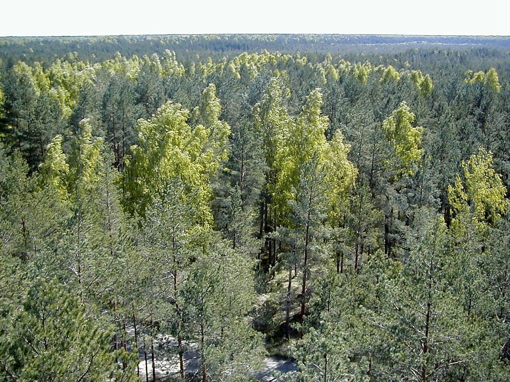 Lozmetejkalns