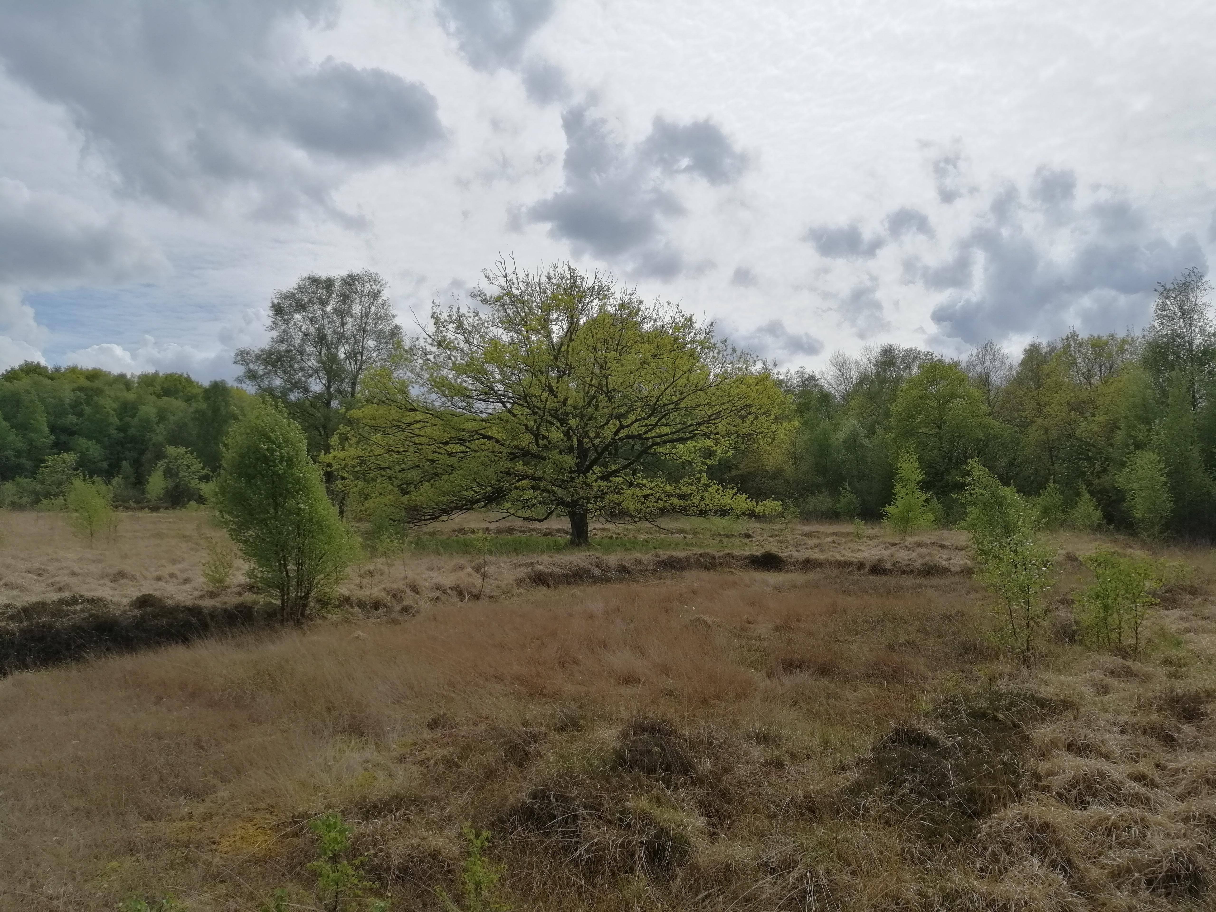 Hechtmoor