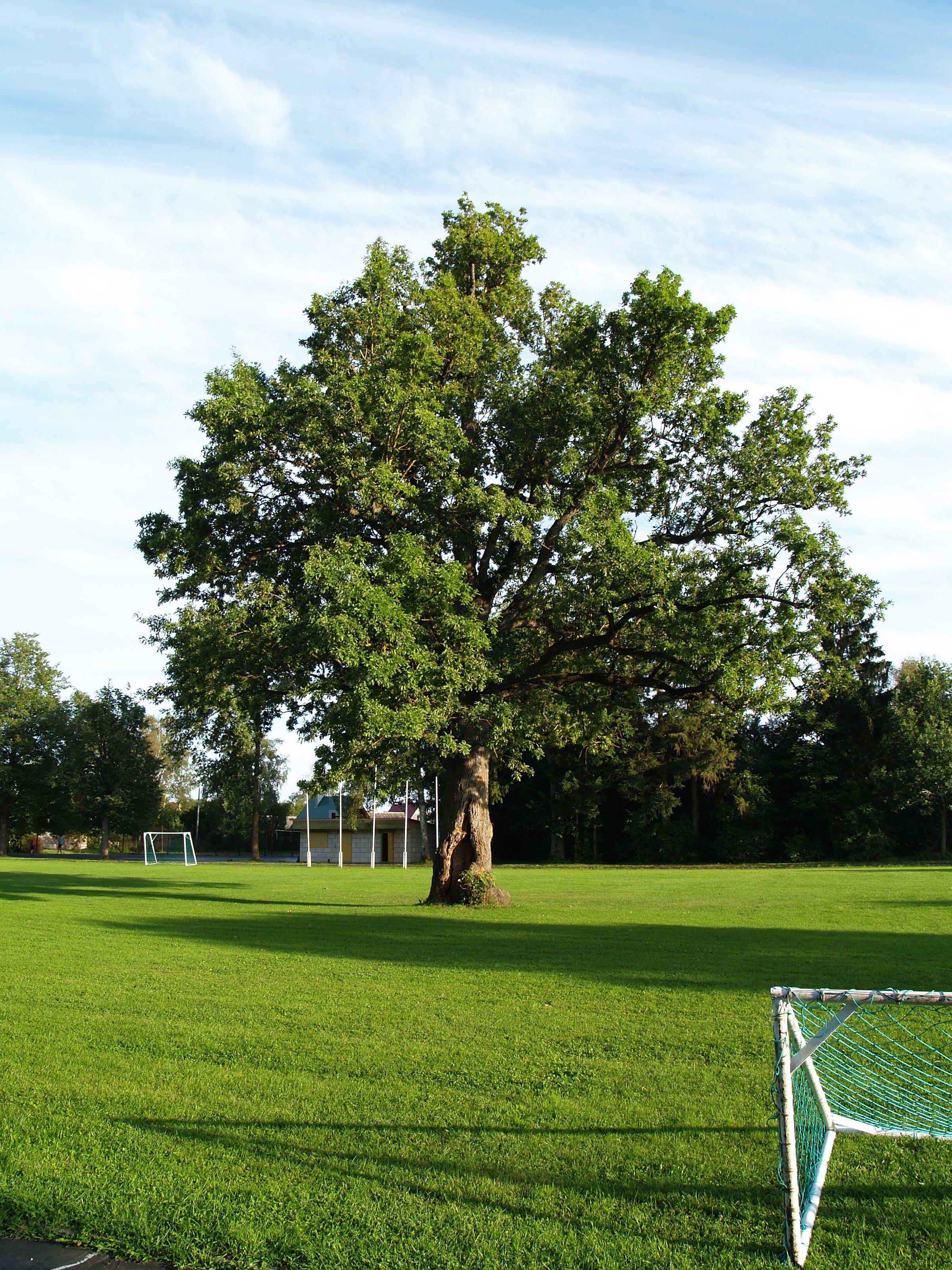 Eiche im Orisaare Stadion