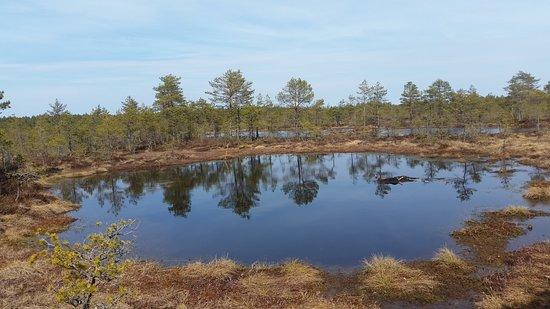 Viru Bog Trail