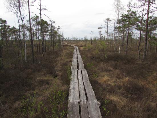Wetland Pathway Dunika