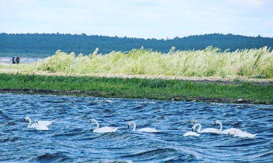 Mewia Lacha Reserve