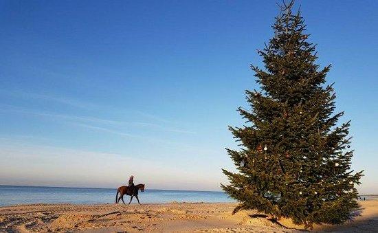 Reiten am Meer