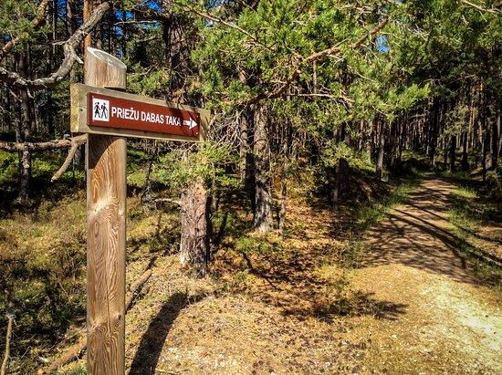 Pine Nature Trail in Kolka
