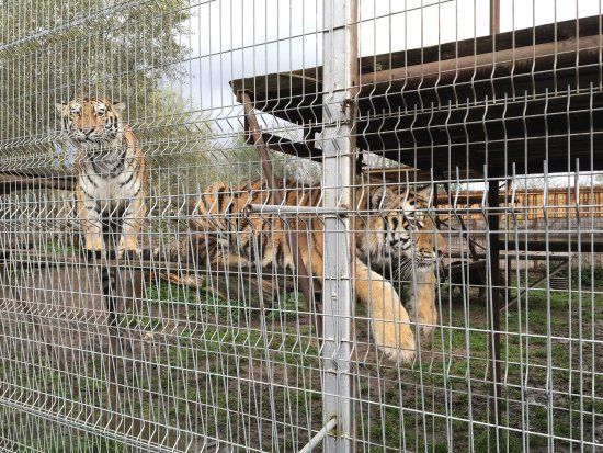 der Mini Zoo