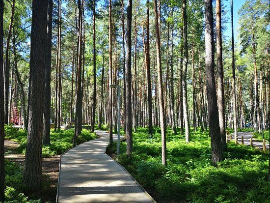Park leśny Dzintari